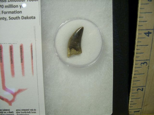 Tyrannosaurus Dinosaur Tooth (022021g) - Image 2