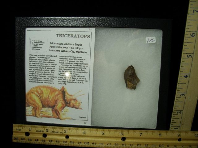 Triceratops Tooth (022021r)