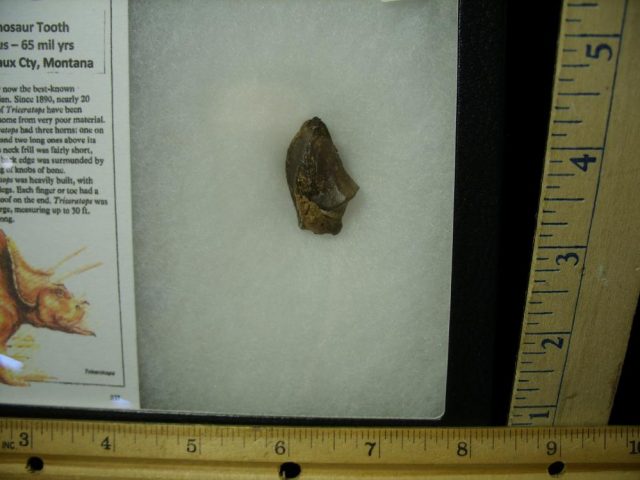 Triceratops Tooth (022021r) - Image 2