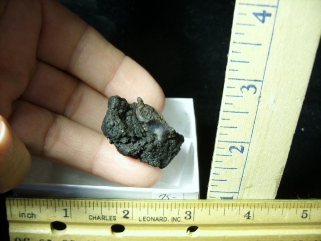 Rancho La Brea Formation Tar Pit Bird Bones (022121a)