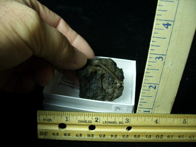 Rancho La Brea Formation Tar Pit Bird Bones (022121b)