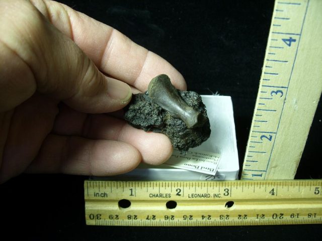 Rancho La Brea Formation Tar Pit Bird Bone (022121c)