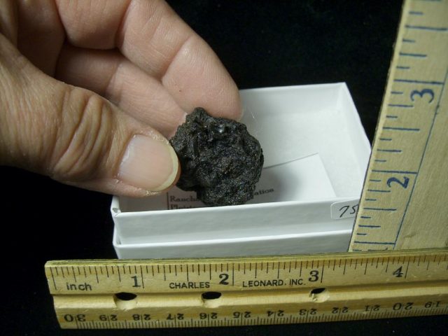 Rancho La Brea Formation Tar Pit Bird Bone (022121f) - Image 2
