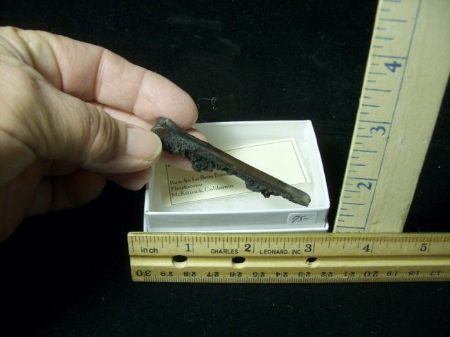Rancho La Brea Formation Tar Pit Bird Bones (022121g)