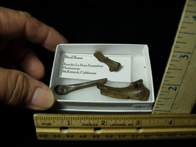 Rancho La Brea Formation Tar Pit Bird Bones (022121h)
