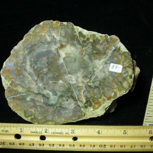 Dinosaur Coprolite  (Poop) (022421a)