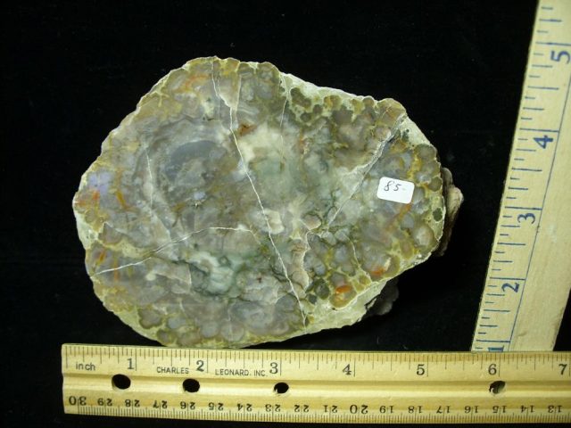 Dinosaur Coprolite  (Poop) (022421a)
