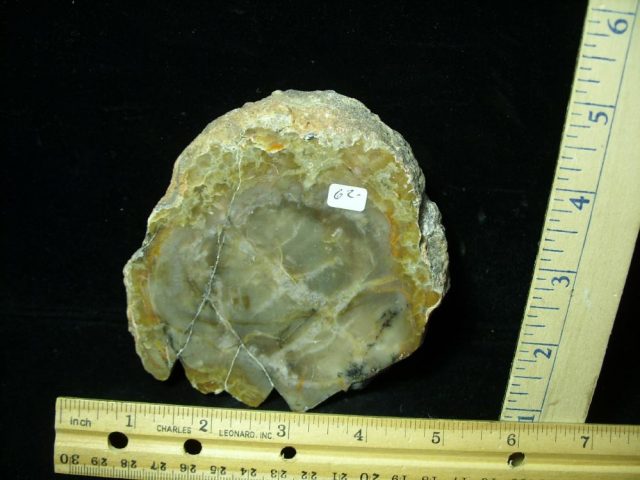 Dinosaur Coprolite  (Poop) (022421b)