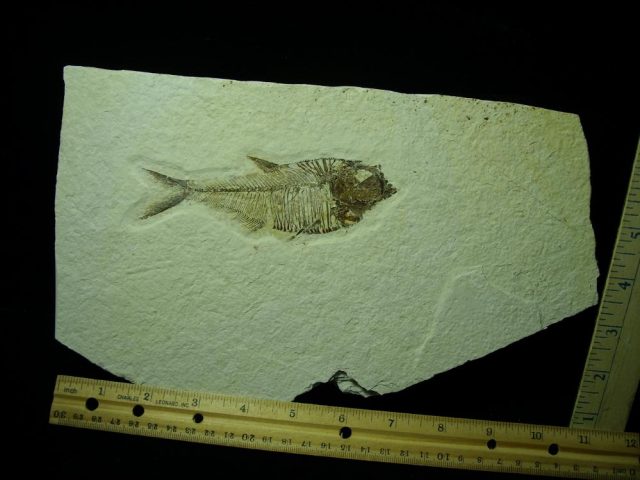 Fossilized “Green River” Fish (022421h)