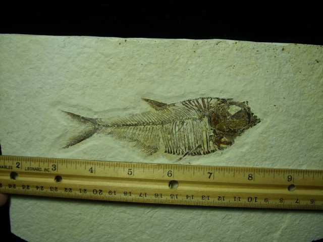 Fossilized “Green River” Fish (022421h) - Image 2