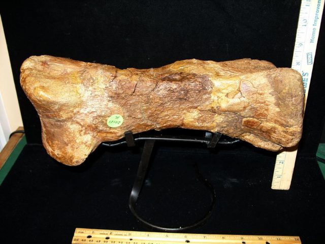 Triceratops Metatarsal (020121k) - Image 7
