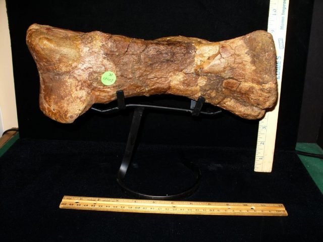 Triceratops Metatarsal (020121k) - Image 8