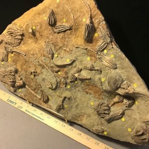 Large Multiple Indiana Crinoids Plate (027221q)* “SPECIAL - BELOW DEALER COST ” *