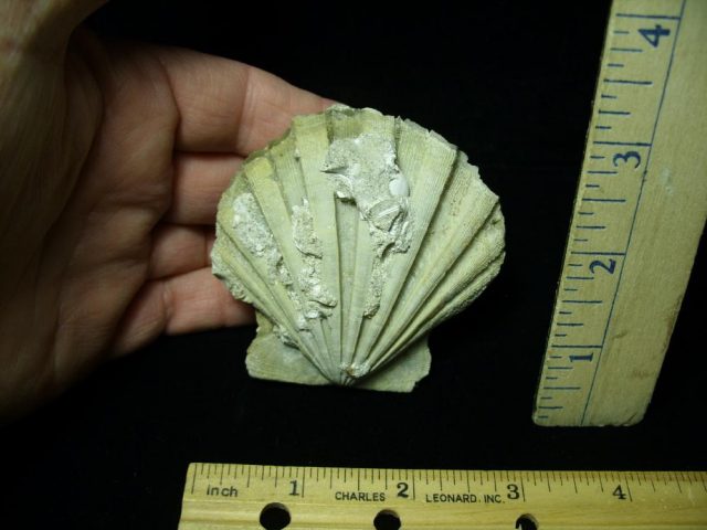 Chesapecten Fossil Clam (030121b)