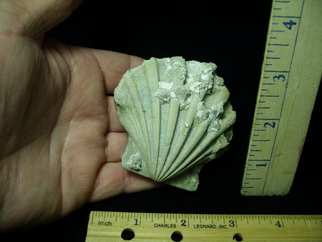 Chesapecten Fossil Clam (030121b) - Image 2