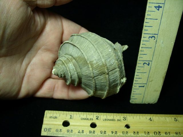 Complete Fossil Gastropod (030121c)