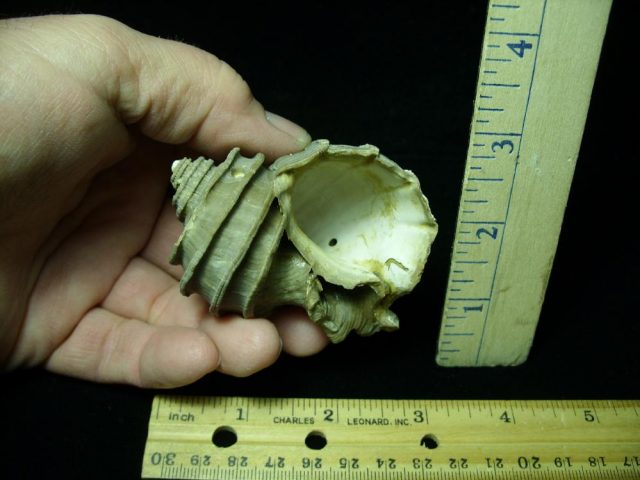 Complete Fossil Gastropod (030121c) - Image 2
