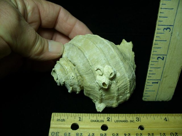 Complete Fossil Gastropod (030121e)