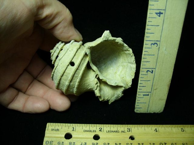 Complete Fossil Gastropod (030121e) - Image 2