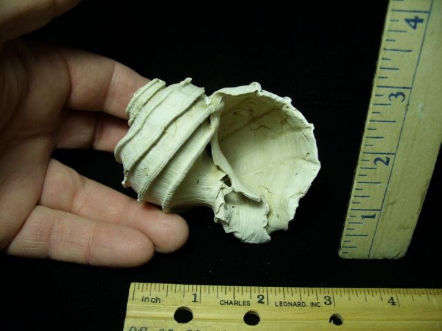Complete Fossil Gastropod (030121g) - Image 2