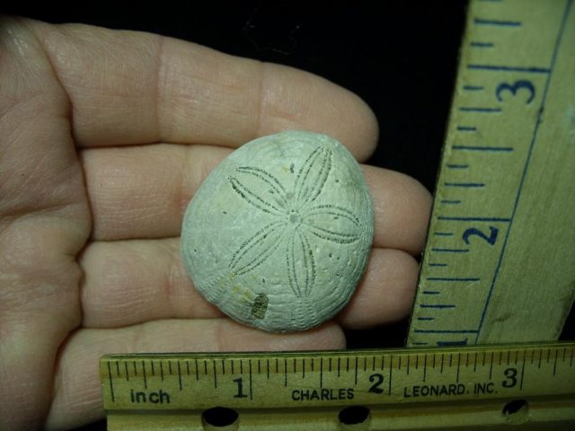 Fossilized Sea Urchin (030121j)