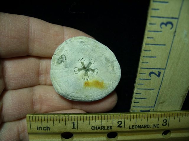 Fossilized Sea Urchin (030121j) - Image 2