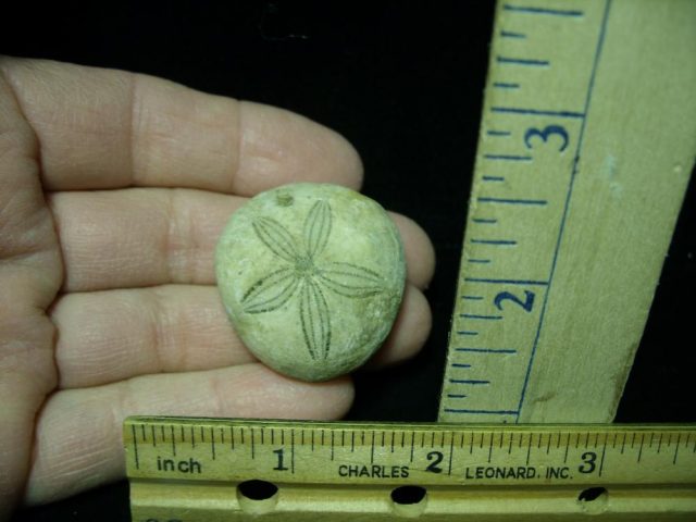 Fossilized Sea Urchin (030121k)