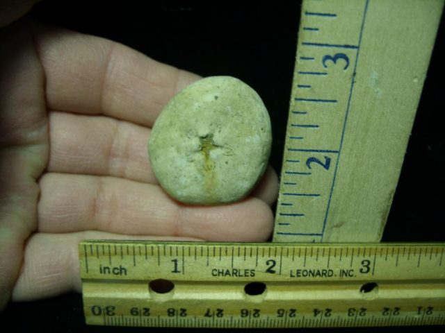 Fossilized Sea Urchin (030121k) - Image 2