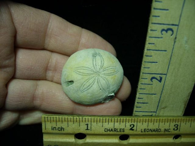 Fossilized Sea Urchin (030121m)