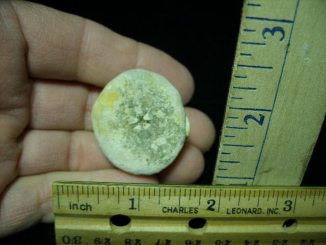 Fossilized Sea Urchin (030121m) - Image 2
