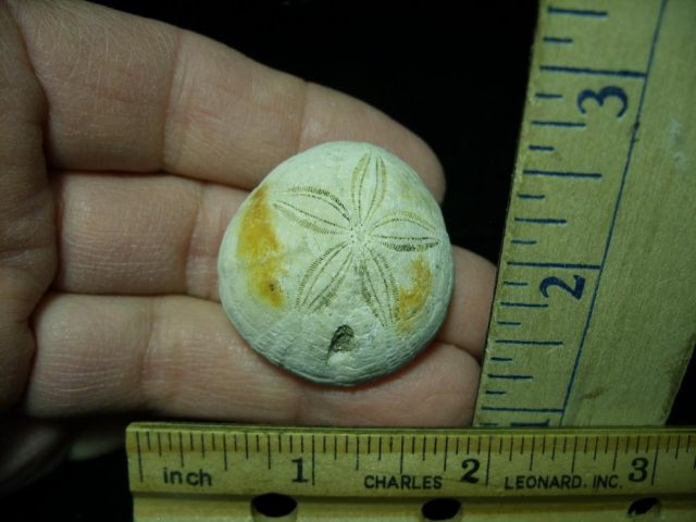 Fossilized Sea Urchin (030121n)
