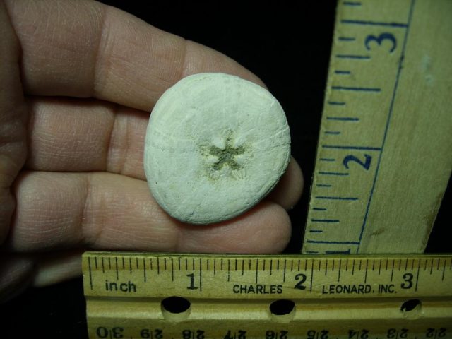Fossilized Sea Urchin (030121n) - Image 2