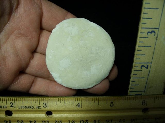 Fossilized Sand Dollar (030521a)