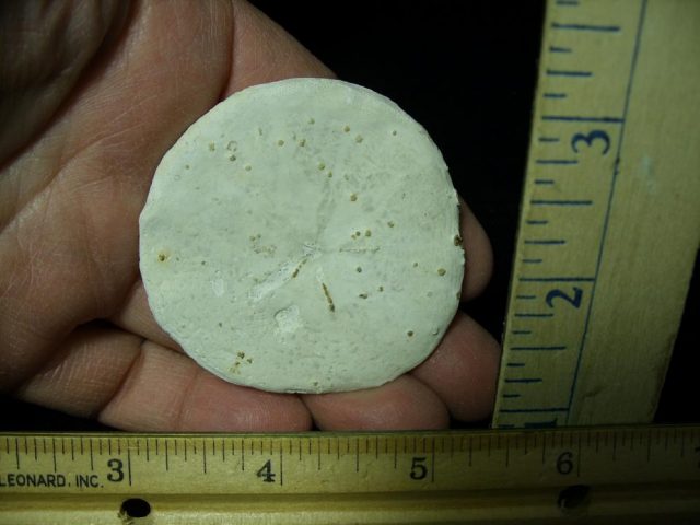 Fossilized Sand Dollar (030521a) - Image 2