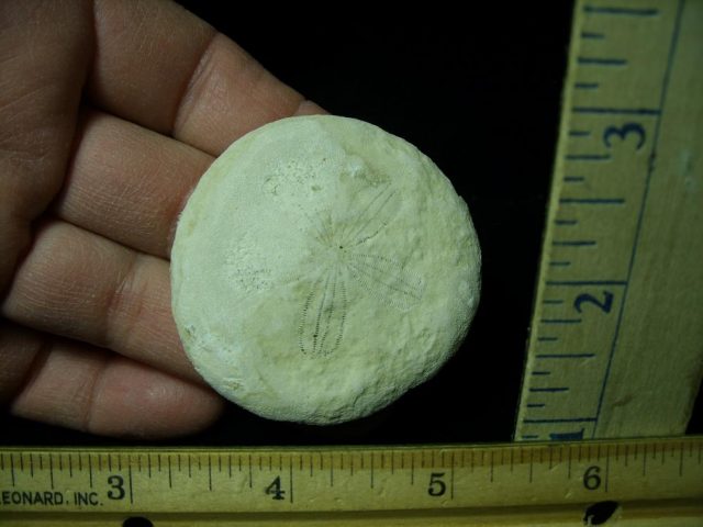 Fossilized Sand Dollar (030521b)