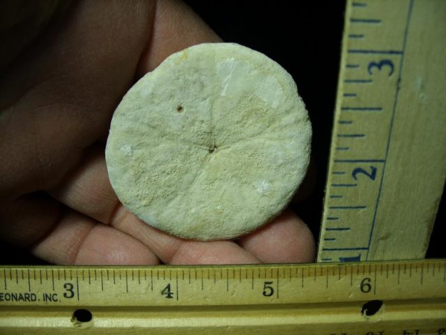 Fossilized Sand Dollar (030521b) - Image 2