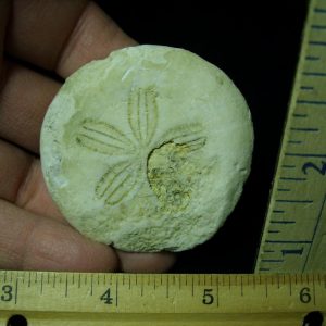 Fossilized Sand Dollar (030521e)