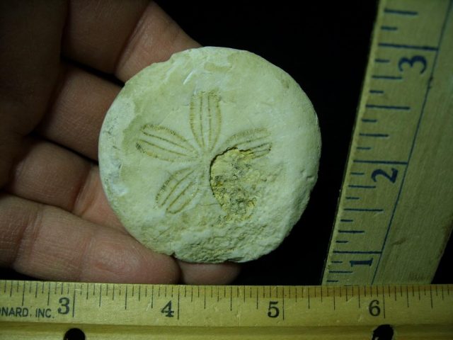 Fossilized Sand Dollar (030521e)