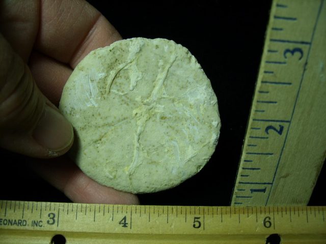 Fossilized Sand Dollar (030521e) - Image 2