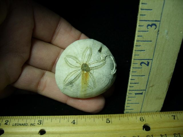 Fossilized Sea Urchin (030421k)