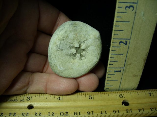Fossilized Sea Urchin (030421k) - Image 2