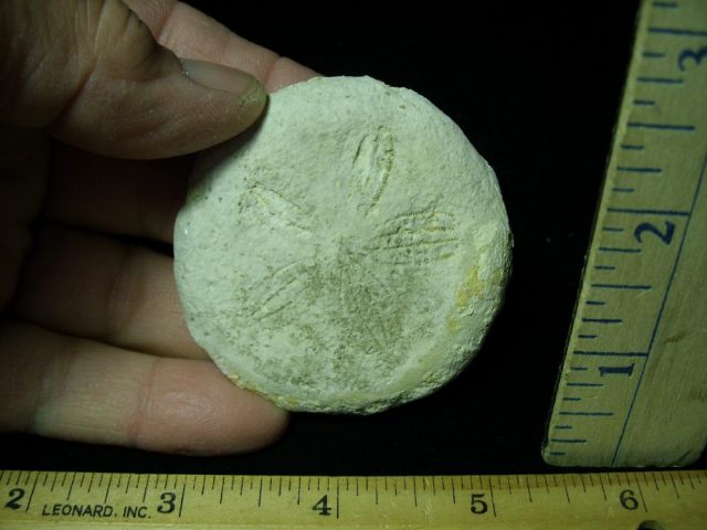 Fossilized Sand Dollar (030521h)