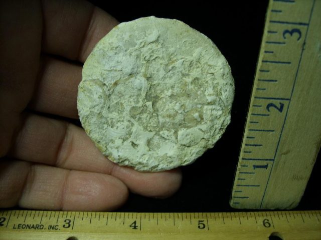 Fossilized Sand Dollar (030521h) - Image 2