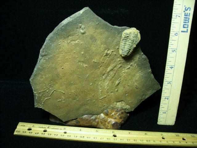 Fossilized Trilobite Tracks (030921a)