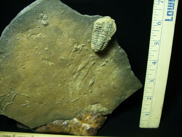Fossilized Trilobite Tracks (030921a) - Image 2