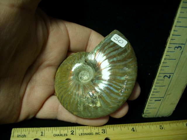 Ammonite with Iridescent Shell (031021d)