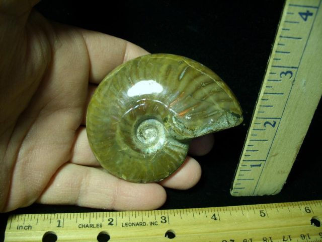Ammonite with Iridescent Shell (031021d) - Image 2