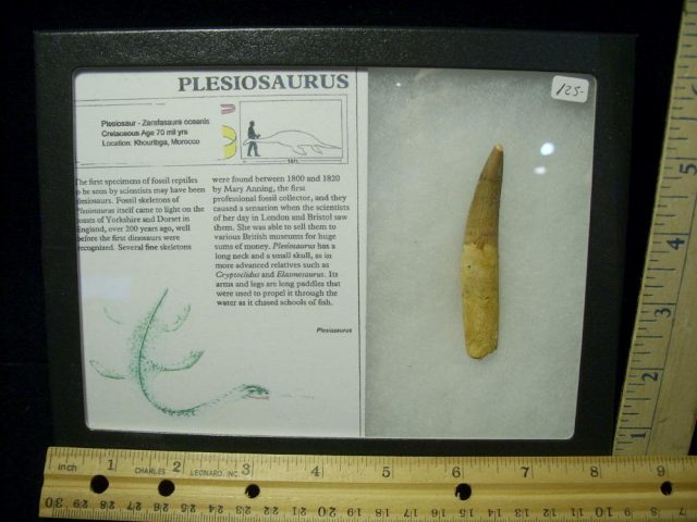 Plesiosaurus Dinosaur Tooth (031021f)