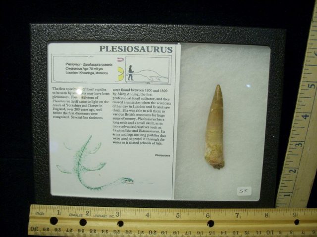 Plesiosaurus Dinosaur Tooth (031021g)