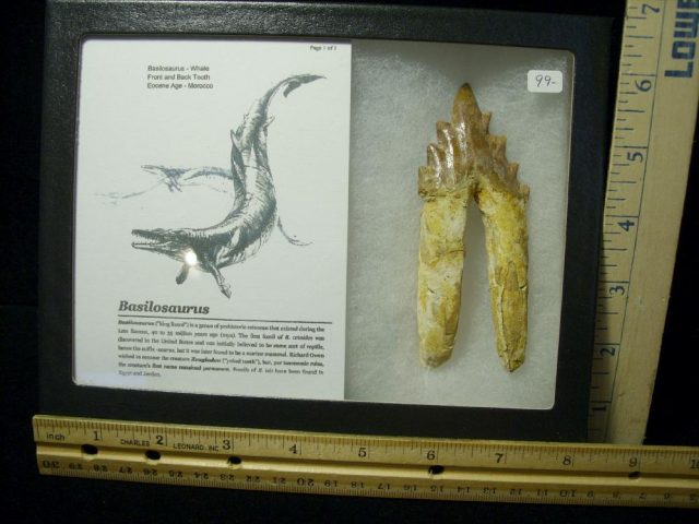 Basilosaurus Ancient Whale (031021k)